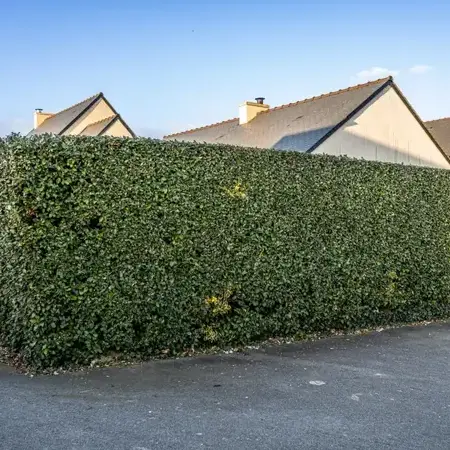 aménagement extérieur Saint-Malo-5