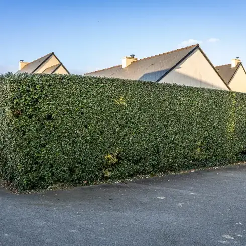 arboriste à Beaussais-sur-Mer - image 4