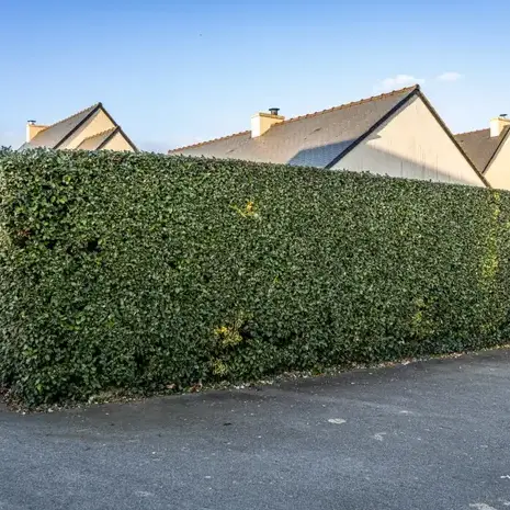 arboriste Dinard-1
