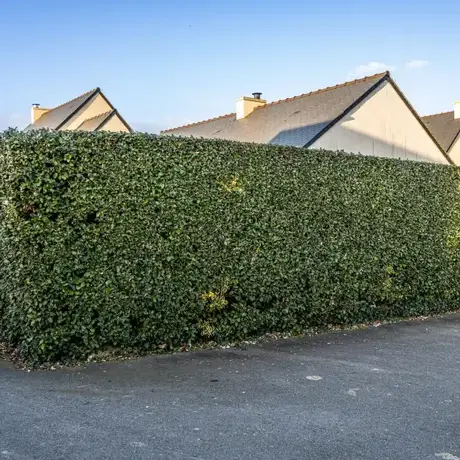 arboriste Saint-Lunaire-5
