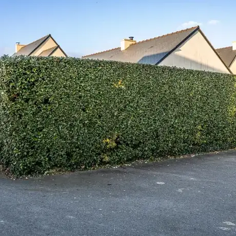 arboriste à Saint-Malo - image 3