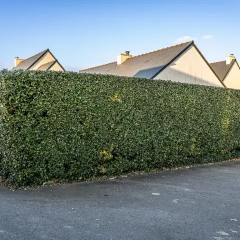 élageur à Dinard - image 2