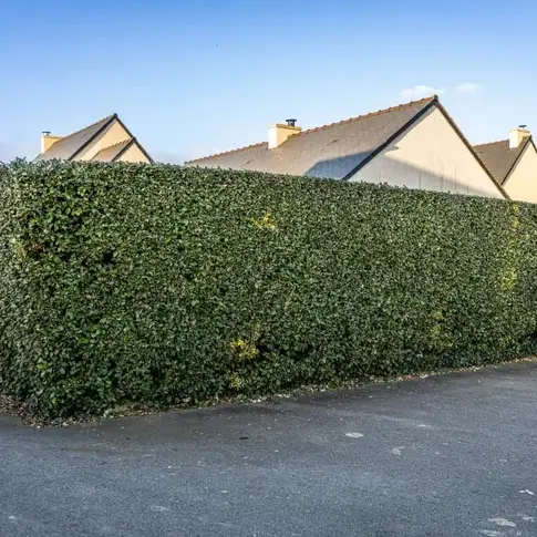 entretien de jardin  Beaussais-sur-Mer-1