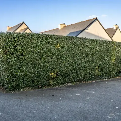 entretien de jardin  à Pleslin-Trigavou - image 3