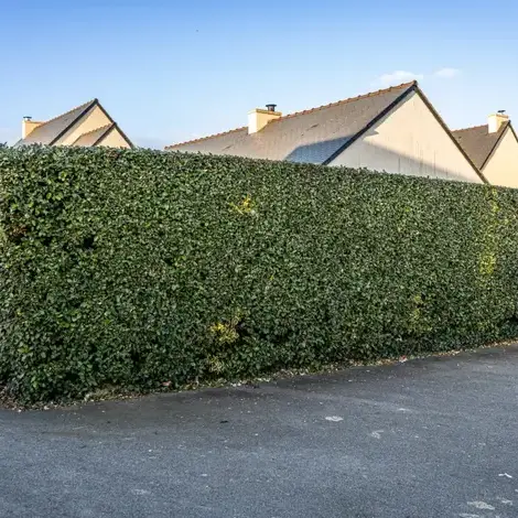 entretien de jardin  à Saint-Briac-sur-Mer - image 4