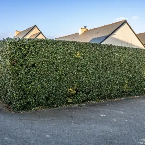 entretien de jardin  à Saint-Jacut-de-la-Mer - image 4