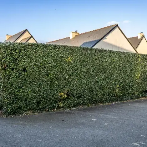 paysagiste à Dinard - image 3