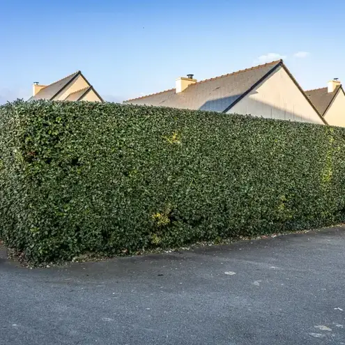 paysagiste à Saint-Briac-sur-Mer - image 3