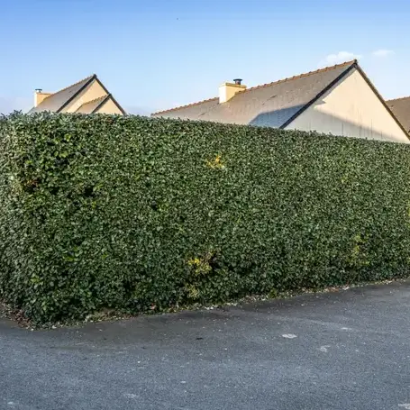 terrassement à Saint-Jacut-de-la-Mer - image 2
