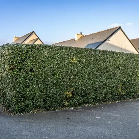 tonte de pelouse à Dinard - image 4