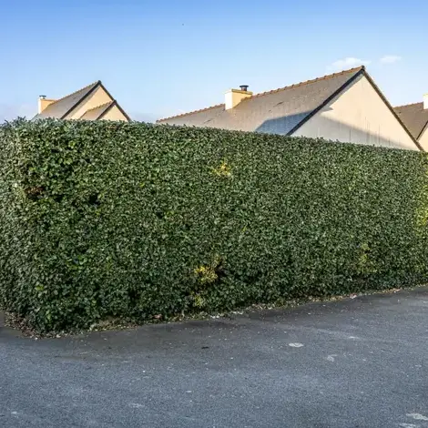 tonte de pelouse à Saint-Jacut-de-la-Mer - image 4